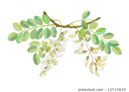 450x323 Black Locust, False Acacia, Watercolour