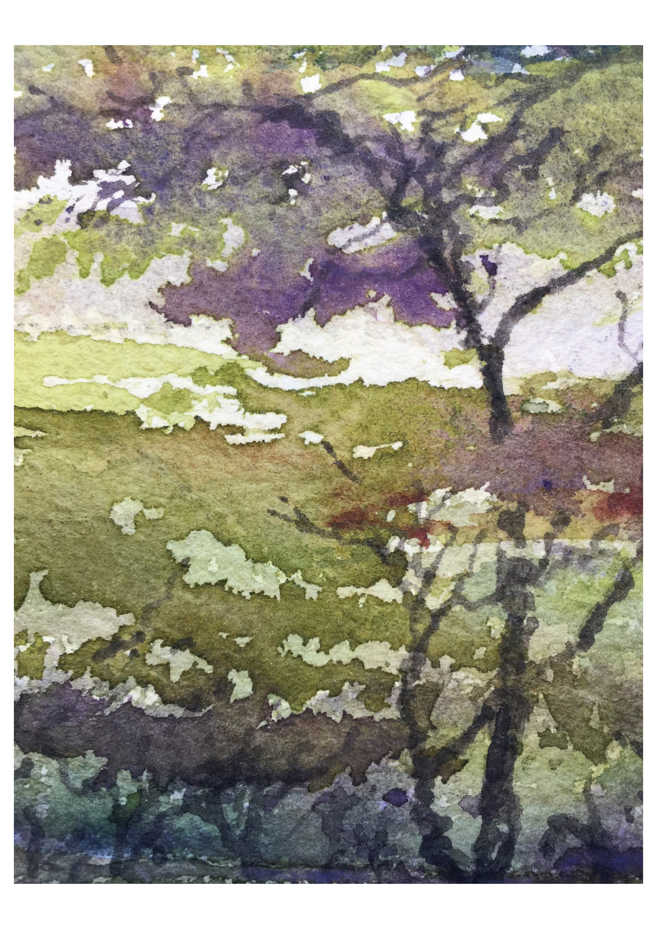 2269x3210 Acacia On The Maasai Mara Plain Paul Franks Watercolors