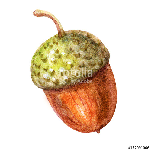 500x500 Cute Brown Watercolor Acorn Illustration Isolated On White