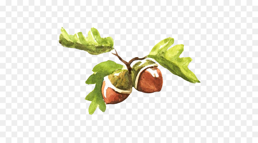 900x500 Fruit Watercolor Painting Acorn Illustration