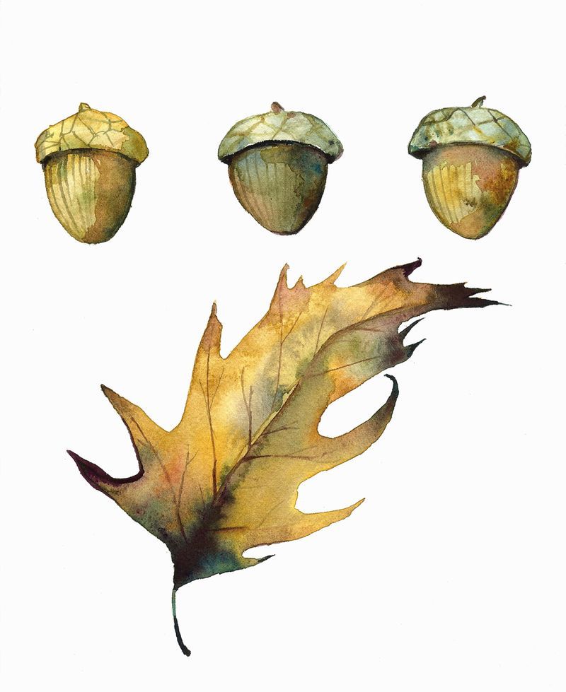 800x979 Oak Leaf And Acorns