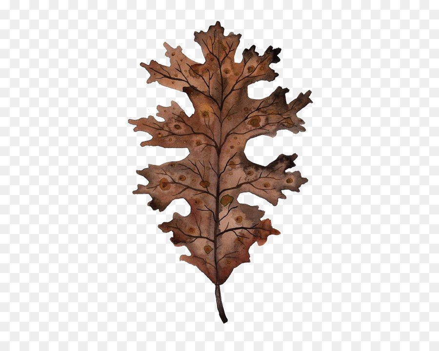 900x720 Paper Black Oak Watercolor Painting Botany Bur Oak