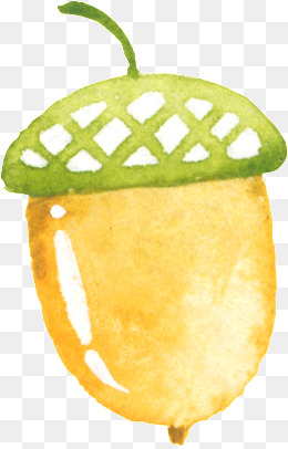 260x406 Watercolor Acorn Png, Vectors, Psd, And Clipart For Free Download