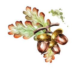 240x240 Acorn Watercolor Photos, Royalty Free Images, Graphics, Vectors