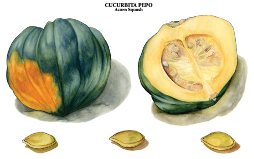 500x313 Watercolor Acorn Tumblr