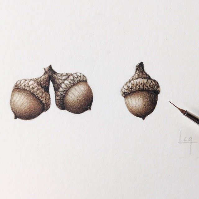 640x640 Willow Oak Acorns, Watercolor On Paper