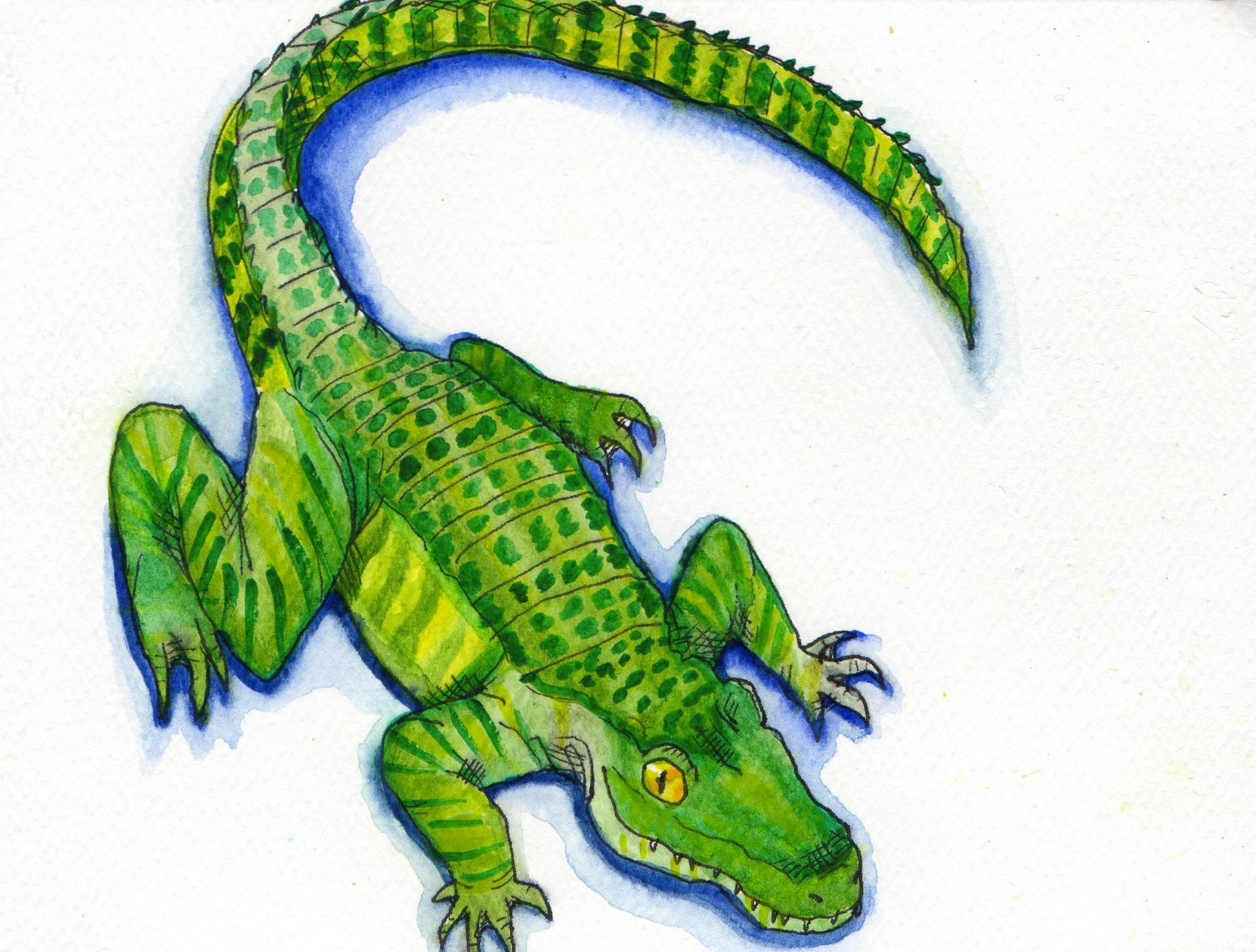 1662x1260 Alligator In Watercolor Alex Bond