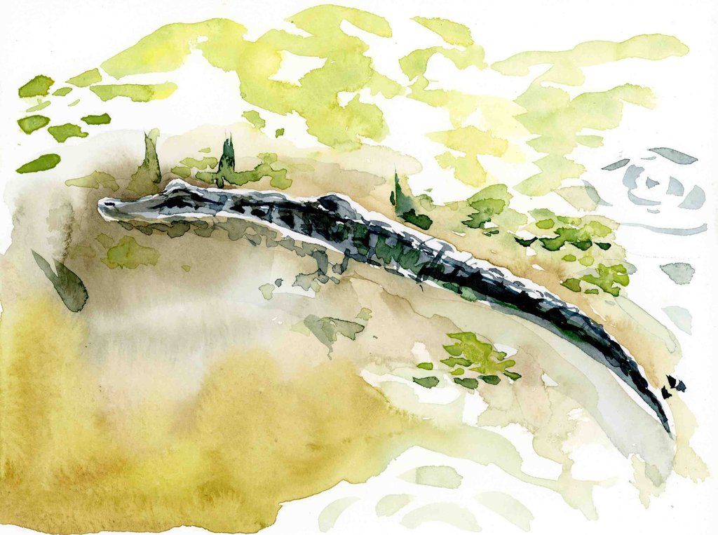 1024x763 Alligator Watercolor Print Lyla Clayre Studio