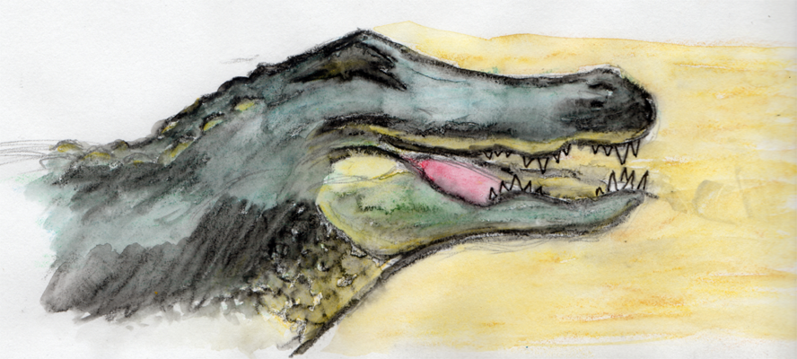 888x400 American Alligator Watercolor By Vxed