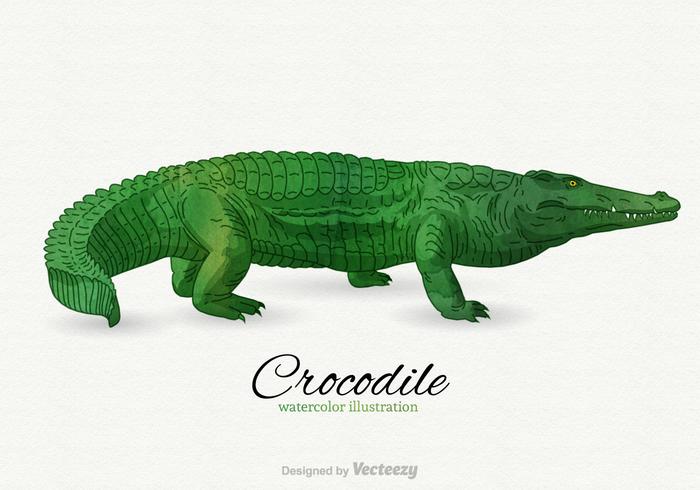 700x490 Crocodile Vector Illustration
