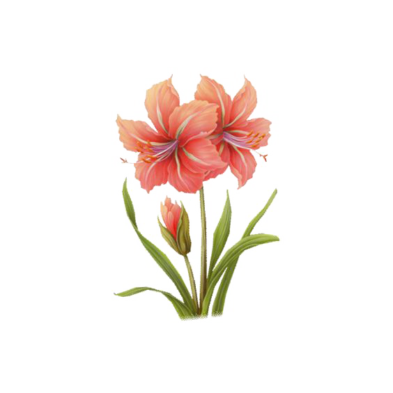 564x564 19 Amaryllis Drawing Watercolor Huge Freebie! Download For