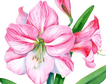 340x270 Amaryllis Watercolor Etsy Au