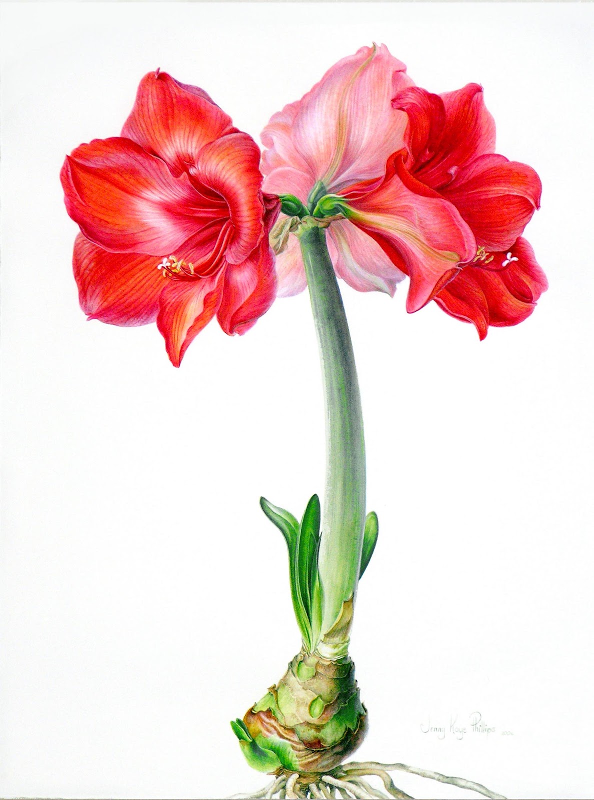 1189x1600 Graham Arader An Amaryllis Watercolor By The Renown Living