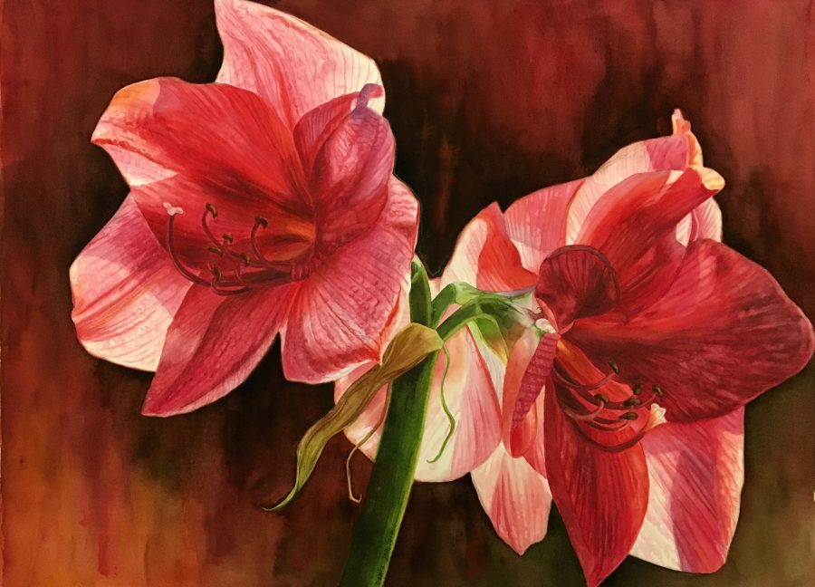 900x648 Red Amaryllis In Watercolor Watercolor Amp Oil Paintings Of Roses