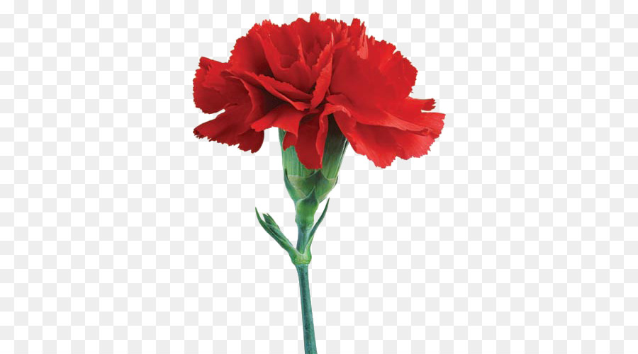 900x500 Vase Flower Watercolor Painting Drawing Amaryllis