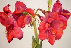 236x161 55 Best Amaryllis Images Watercolour Paintings