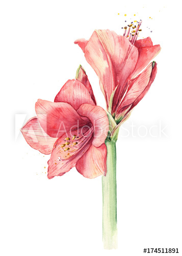 357x500 Watercolor Amaryllis