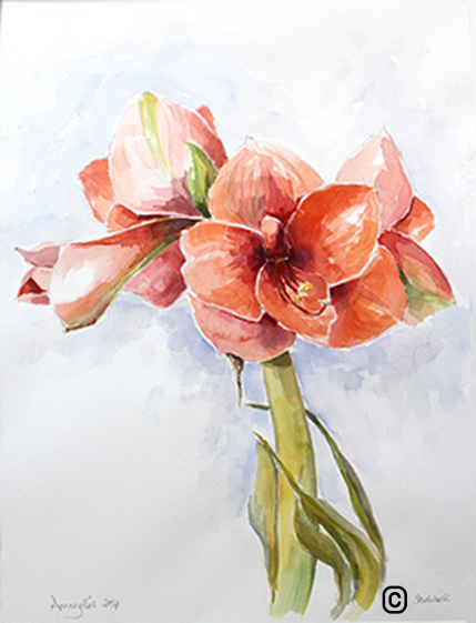 429x561 Watercolour Painting Of An Amaryllis Suewatercolours
