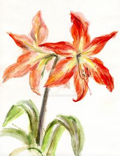 236x306 Watercolor Amaryllis