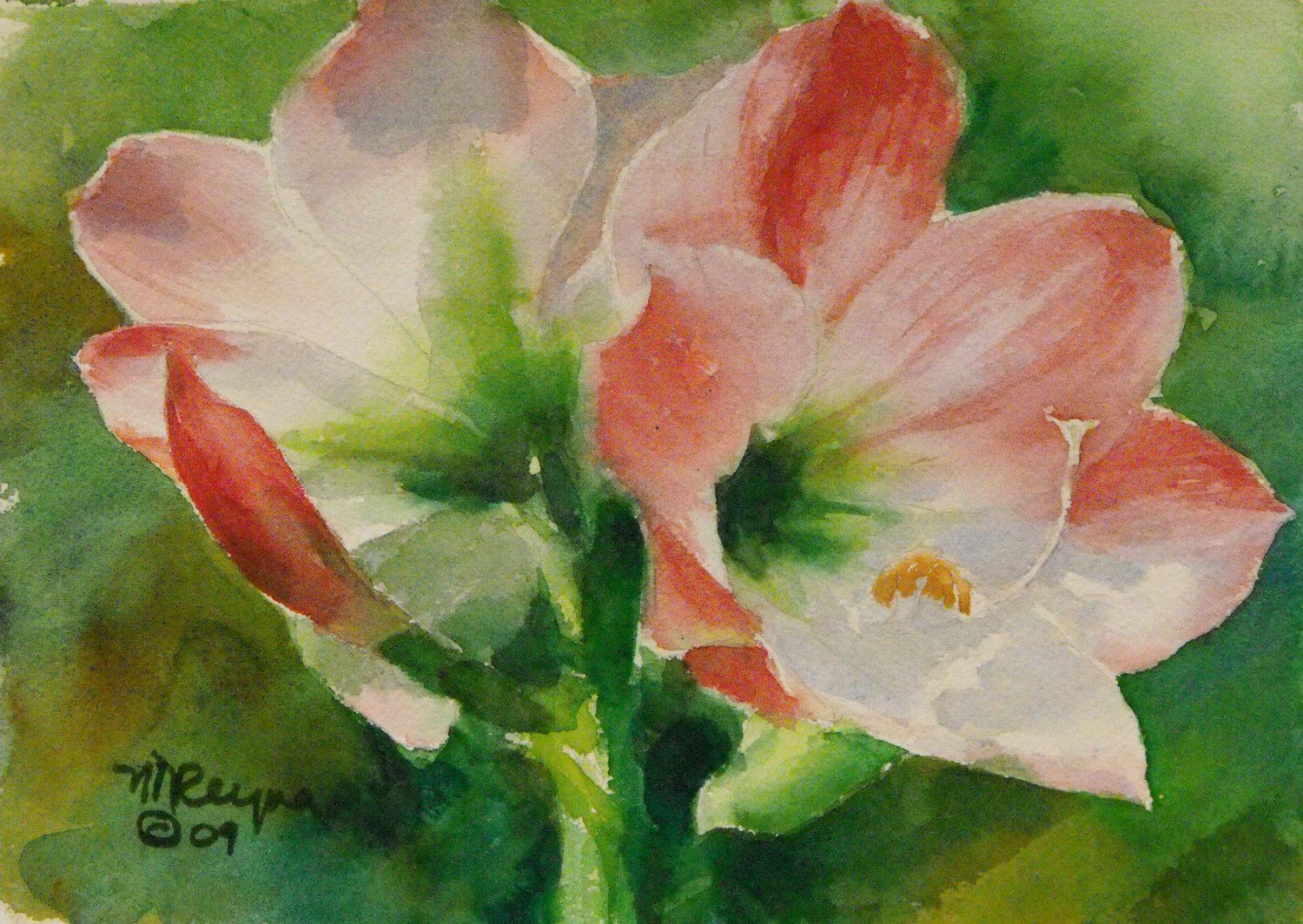 1500x1064 Watercolor Amaryllis