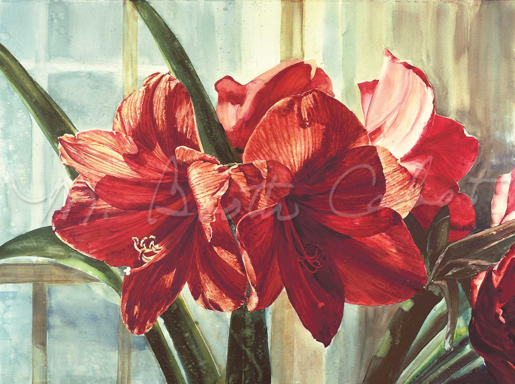 1642x1223 Amaryllis Through The Window