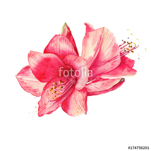 500x500 Amaryllis Flower, Hippeastrum. Watercolor Red Flowers Stock Photo