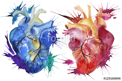 500x334 Hand Painted Watercolor Anatomical Hearts. Stock Photo And