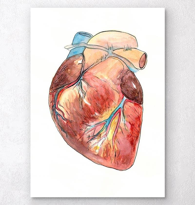 800x842 Heart Anatomy Medical Art Print