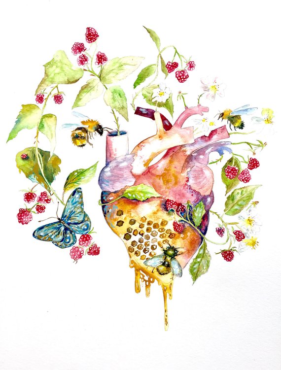 570x751 Watercolor Painting Anatomical Heart Bee And Brambles Etsy