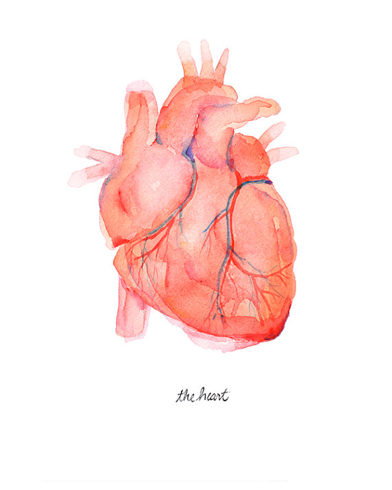 570x713 Anatomical Heart