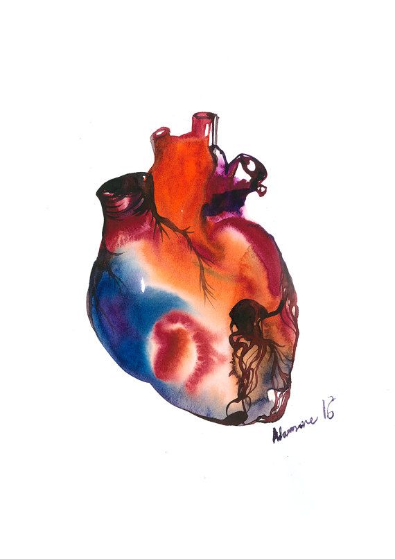 570x806 Anatomical Heart Watercolor Painting Digital By Alisaadamsoneart