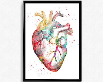 340x270 Anatomical Heart Art Etsy