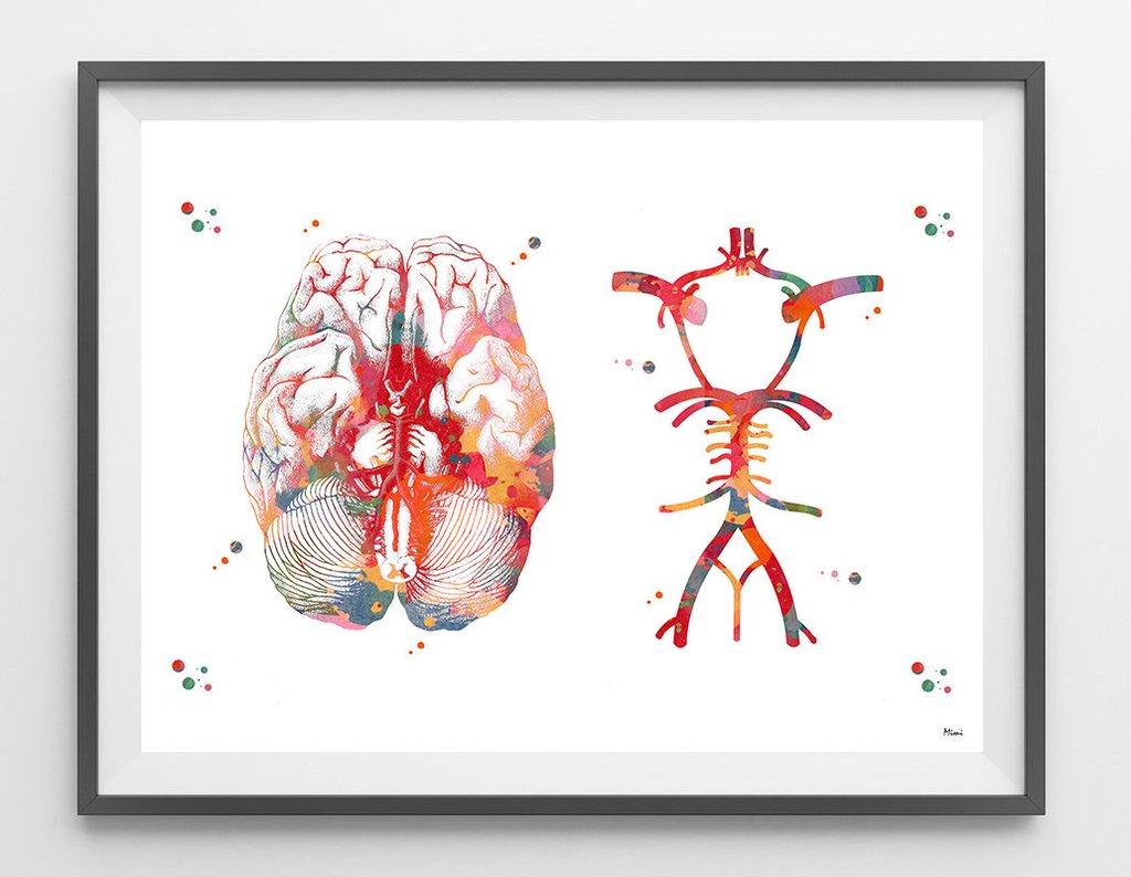 1024x794 Circle Of Willis Watercolor Print Anatomy Art Mimiprints
