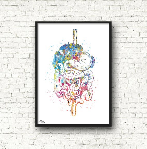 570x577 Digestive Poster Medical Art Watercolor Anatomy Poster Gift Etsy