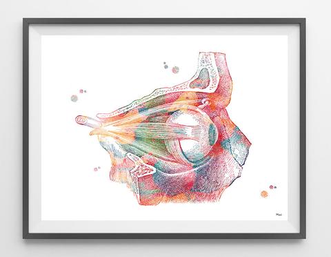 480x372 Eye Anatomy Watercolor Print Medical Art Mimiprints