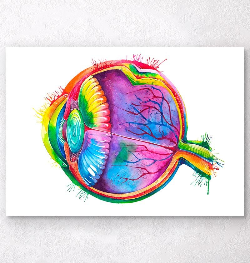 800x842 Eye Anatomy Art
