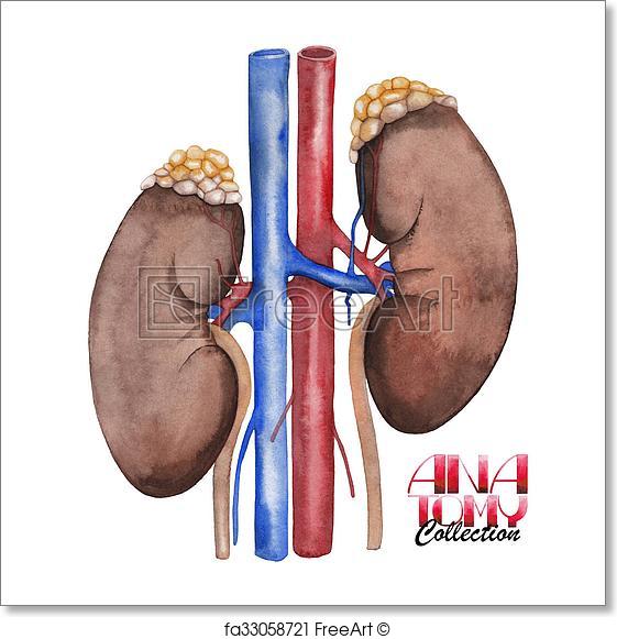 561x581 Free Art Print Of Watercolor Anatomy Collection