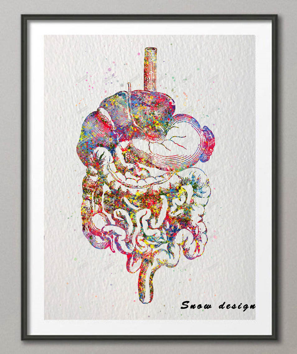 954x1134 Original Watercolor Digestive Tract Poster Print Picture Human