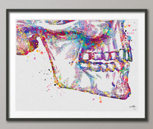 300x253 Tooth Anatomy Watercolor Print Teeth Anatomy Medical Art Dental