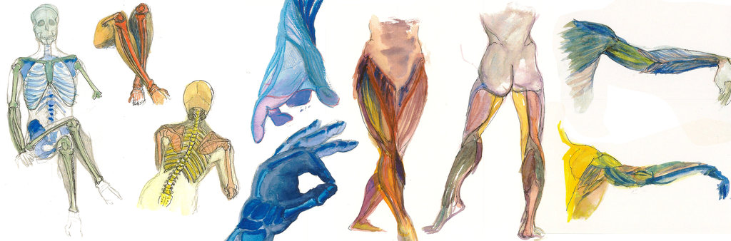 1024x338 Watercolor Anatomy By Mernolan