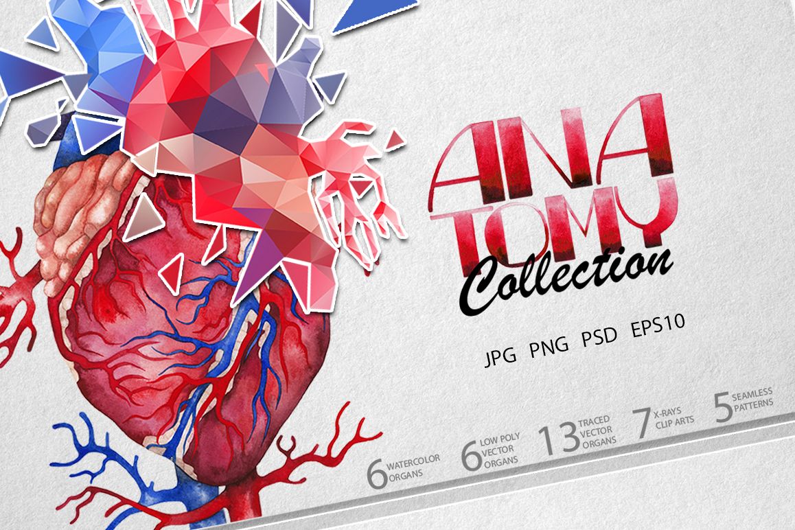 1158x772 Watercolor Anatomy Collection