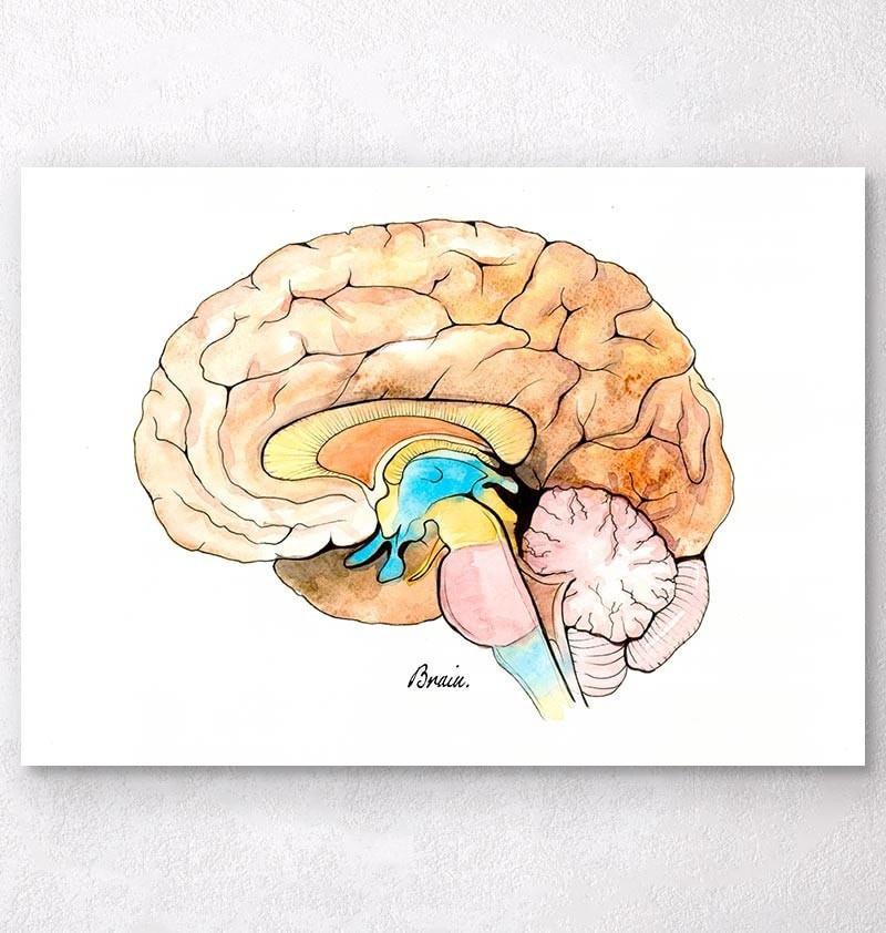 800x842 Watercolor Brain Anatomy Art Print