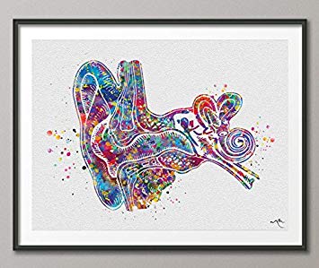 355x299 Ear Anatomy Watercolor Print Audiologist Gift