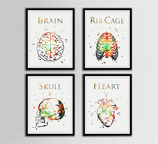 549x500 Human Anatomy Watercolor Print Set Art Prints Brain