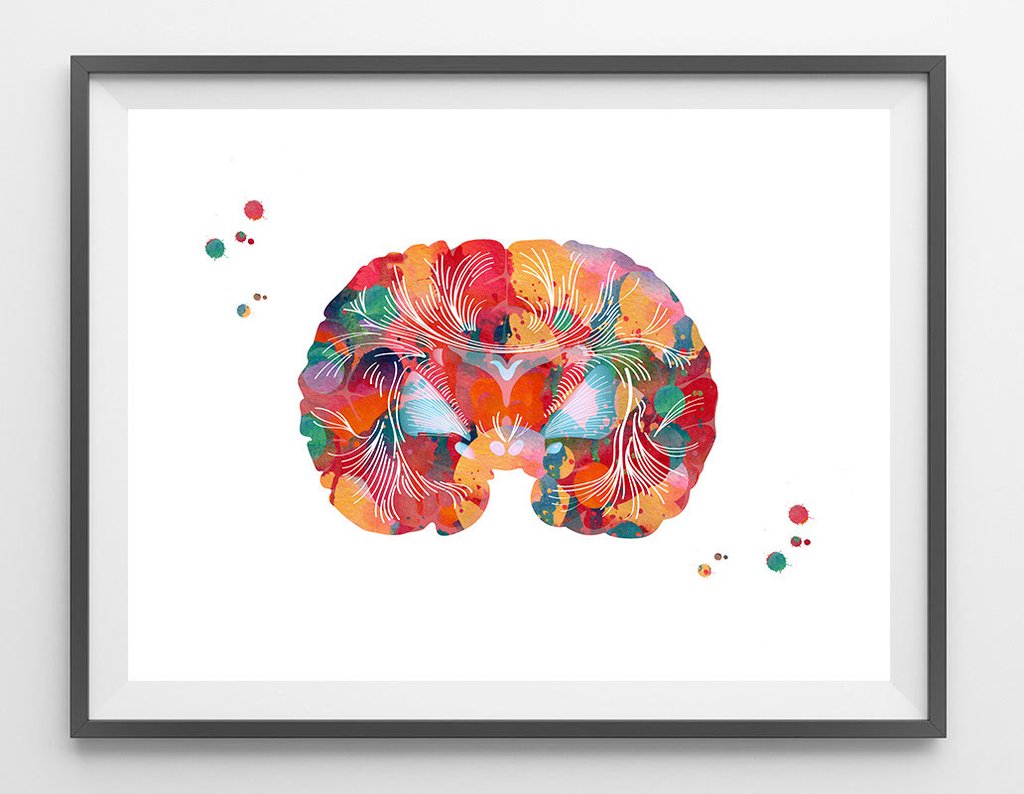 1024x794 Brain Anatomy Watercolor Print Mimiprints