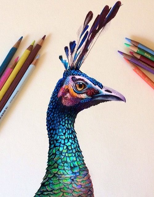 500x638 Peacock Sketch Using Colored Pencil On A Watercolor Base