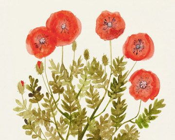 360x288 Poppies