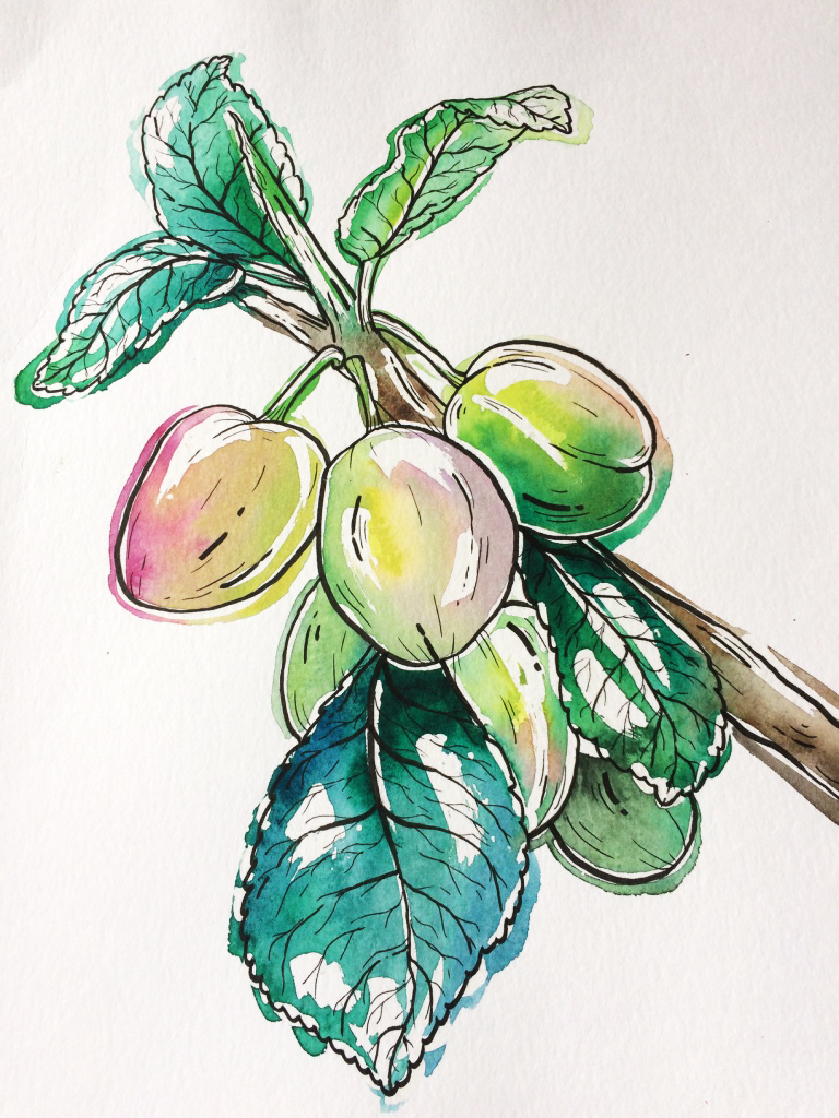 768x1024 Illustrations A.m.p.ellegrini