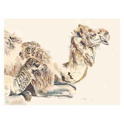 428x428 Original Watercolor Animal Paintings