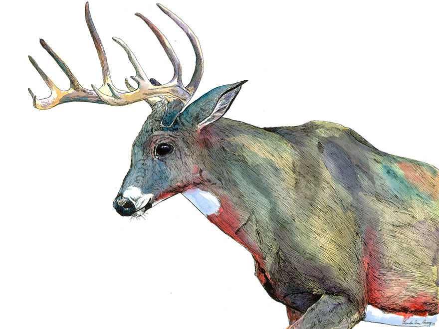 880x660 I Draw Animal Watercolors Inspired By My Time Spent Living In The